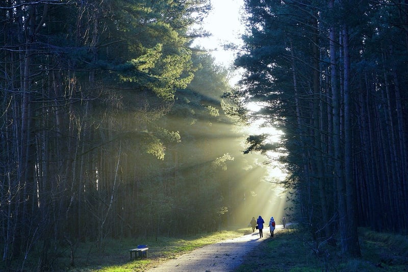 Forest Path Nature Walk